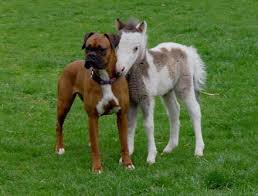 Best Dog Breeds for Horses